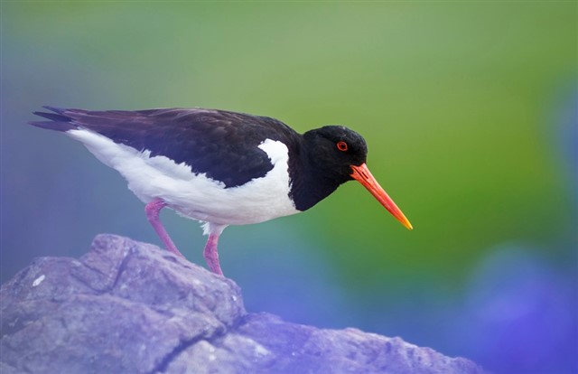 Oystercatcher perched on rocks – Katie Nethercoat (rspb-images.com)