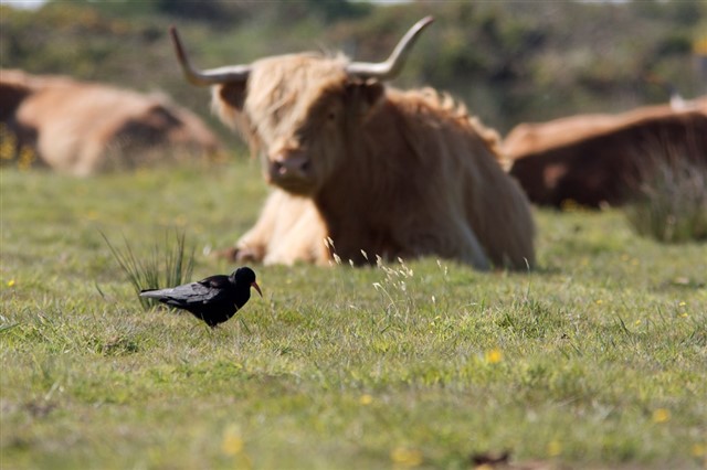 Chough foraging in front of Highland cattle, an example of grazing supporting species conservation – Tony Blunden (rspb-images.com) 