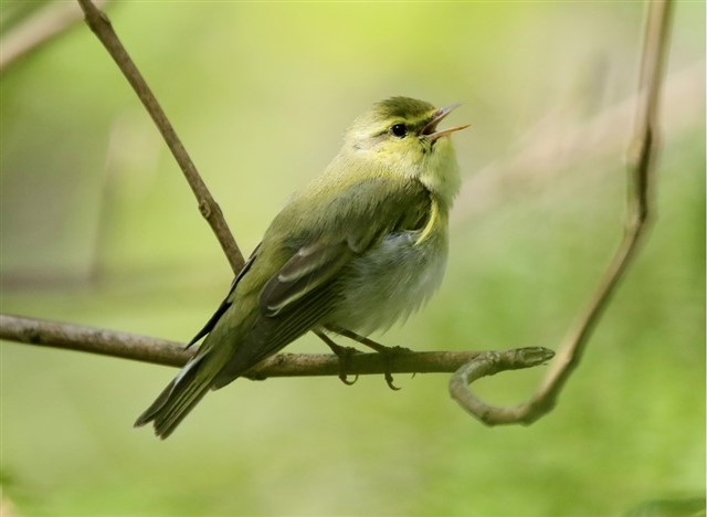 Wood warbler singing in a woodland – Graham Goodall (rspb-images.com)