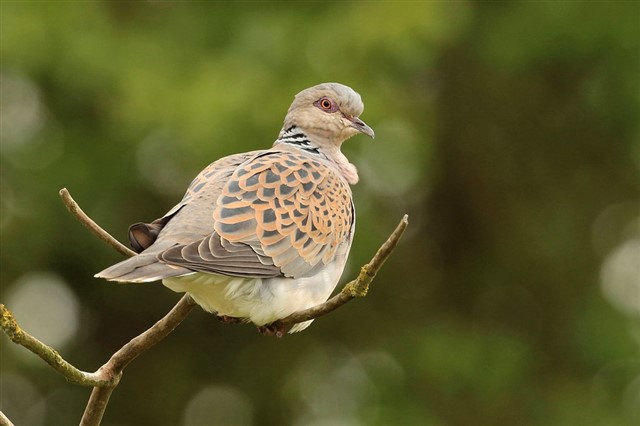 Turtle dove perched on a branch at RSPB Titchwell Nature Reserve - Les Bunyan (rspb-images.com)
