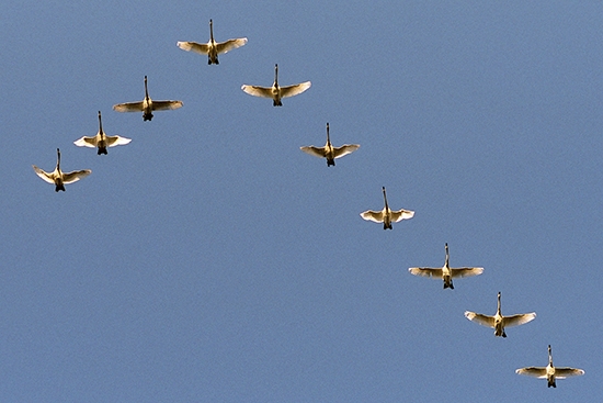 Migrating whooper swans fly over cities in winter