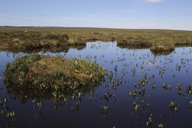 A pool system within a peat bog, at Forsinard Flows Nature Reserve