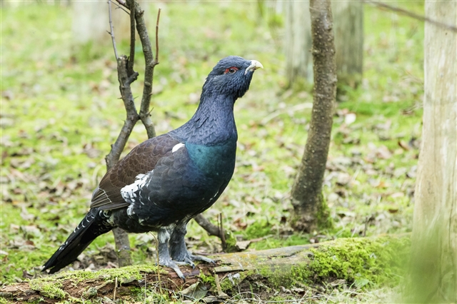 A male capercaillie is standing on a moss-covered branch on a forest floor.