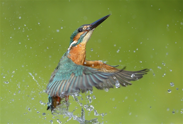 A kingfisher is emerging from water with its wings spread/