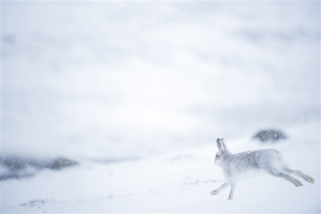 A mountain hare in its white winter coat is bounding across a snowy moorland.