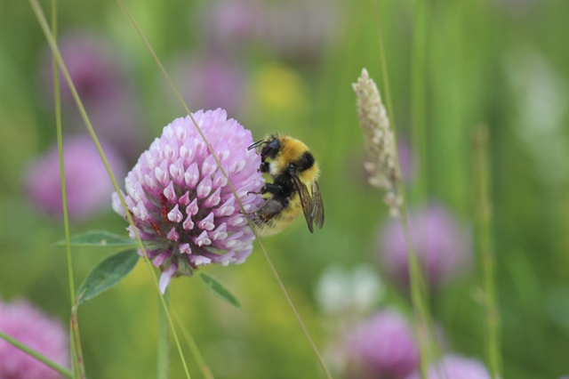Great yellow bumblebee on a clover flower