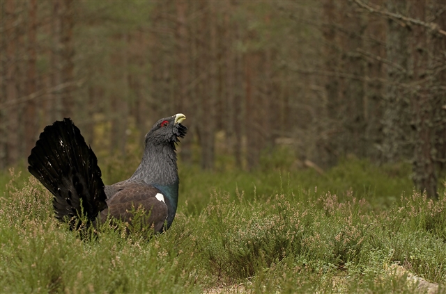 A male capercaillie is standing amongst heather and blaeberry in a pine forest.