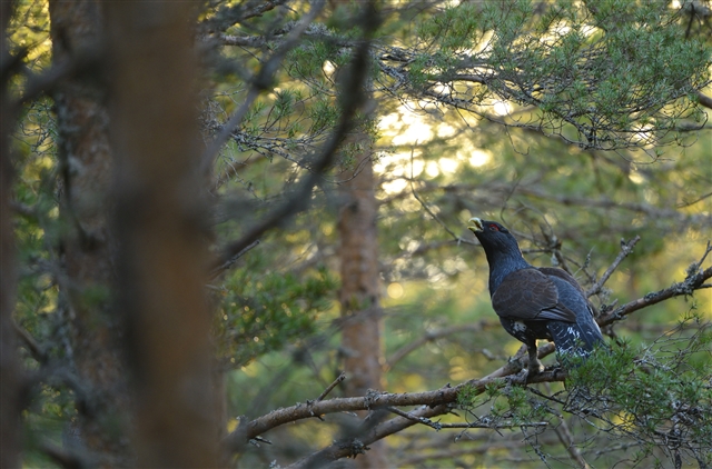 A male capercaillie is perched in the branches of a pine tree.