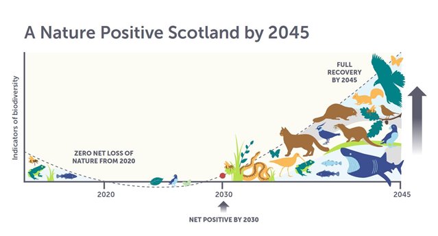 A graph shows how Scotland has suffered biodiversity loss over the years, hitting a low point in the mid 2020s. It predicts a hopeful future of being net positive in biodiversity by 2030, with a full recovery by 2045.