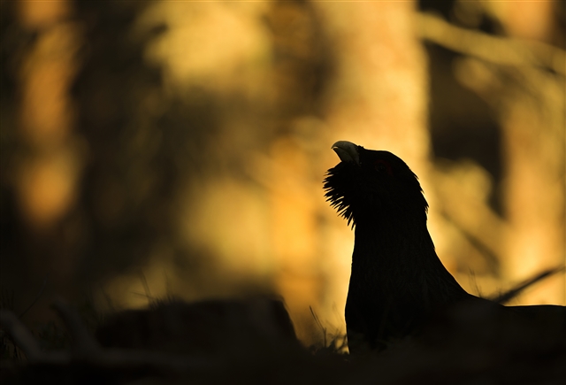 The silhouette of a capercaillie stands out against the orange background of the sunrise.
