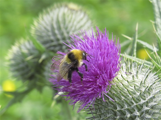 A Great Yellow Bumblebee is feeding on the flowerhead of a thistle.