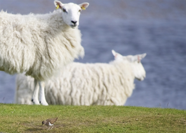A small brown sandpiper in front of two white sheep on a cliff top. 