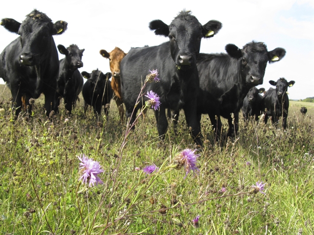 Purple scabius flowers in the foreground, with a herd of black cows looking inquisitively towards the camera.
