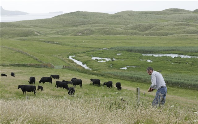 A farmer is mending a fence in a field full of black cattle. There are pools and grasslands behind, with rolling hills in the distance.