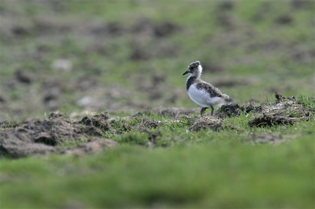 A juvenile Lapwing is walking through a field of grass and dried earth. Its feathers are still soft and downy, white on its chest and grey on its head, back and wings.
