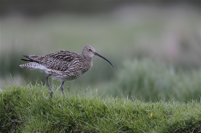 A curlew is walking through a grassy field.