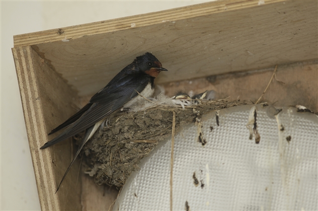 Barn swallow nesting above lights in farm
