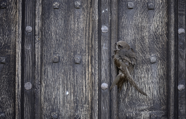 Swift clinging on to door