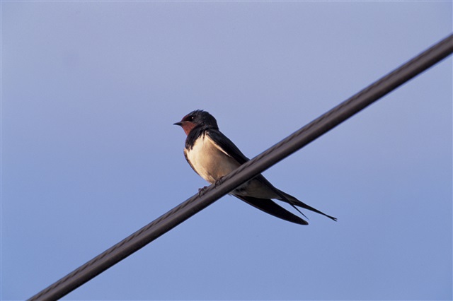 Swallow perched on overhead cable