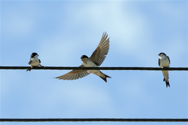 House martin landing on telephone wire