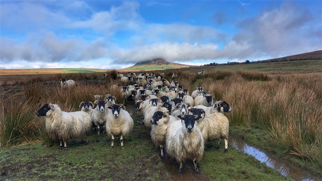Sheep at Slemish by Neal Warnock