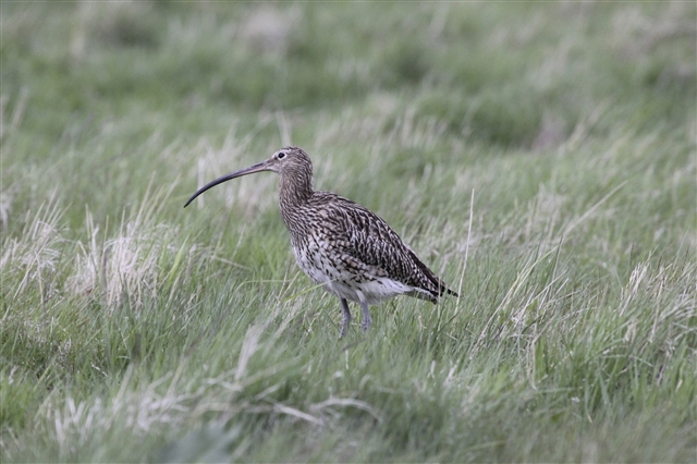 Curlew by Ian Francis (rspb-images.com)