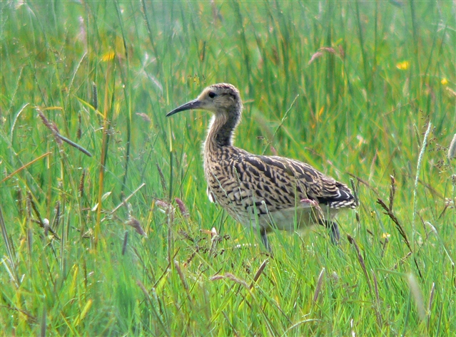 Curlew chick. Photo credit: Neal Warnock
