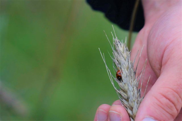 Farmer holding crop with a insect 