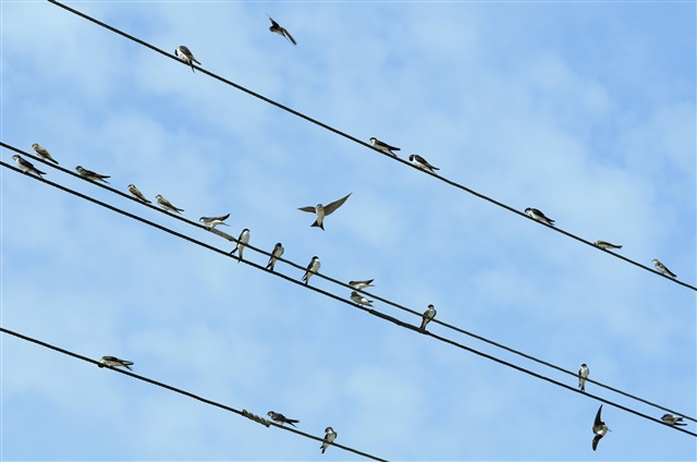 Barn swallows and house martins gathering on telephone wires