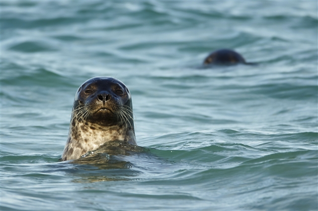 Photo credit: Common seal by James Duncan (rspb-images.com)