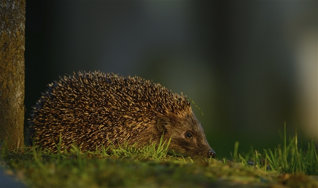 European hedgehog_Ben Andrew (rspb-images.com)