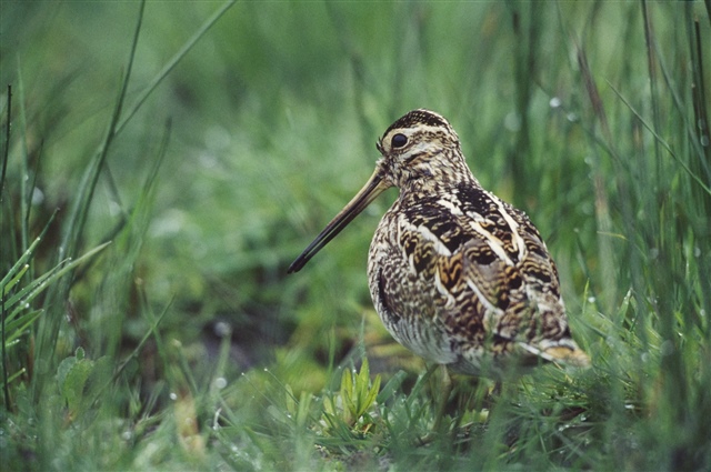 Snipe. Photo credit Andy Hay (rspb-images.com)