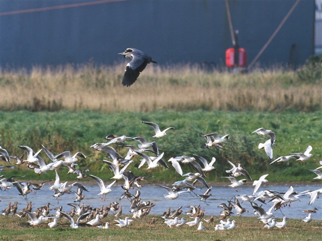 Grey heron, black-headed gulls and black tailed godwits. Photo credit: Chris Gomersall (rspb-images.com)