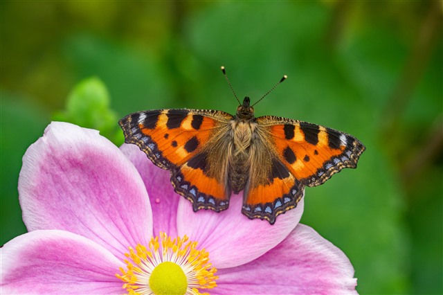 Small tortoiseshell butterfly. Photo credit: Andrew Cooper, Butterfly Conservation