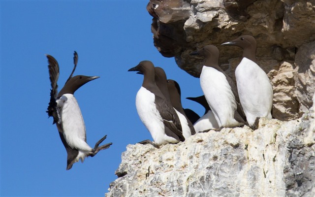 Cluster of Guillemot's gathered on the cliff