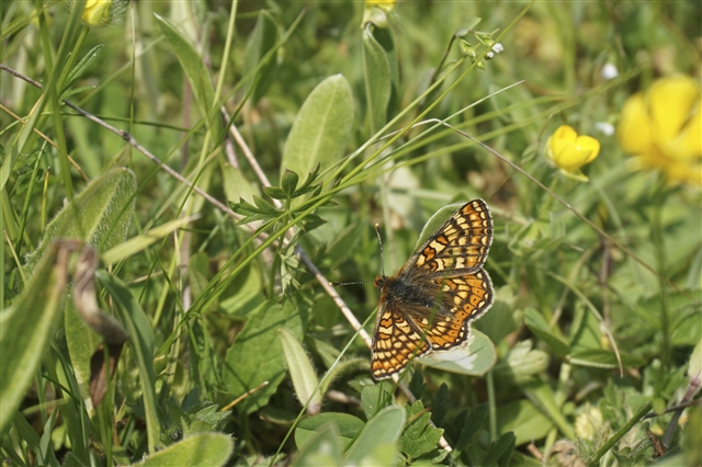 Marsh Fritillary Butterfly by  Patrick Cashman (rspb-images.com)