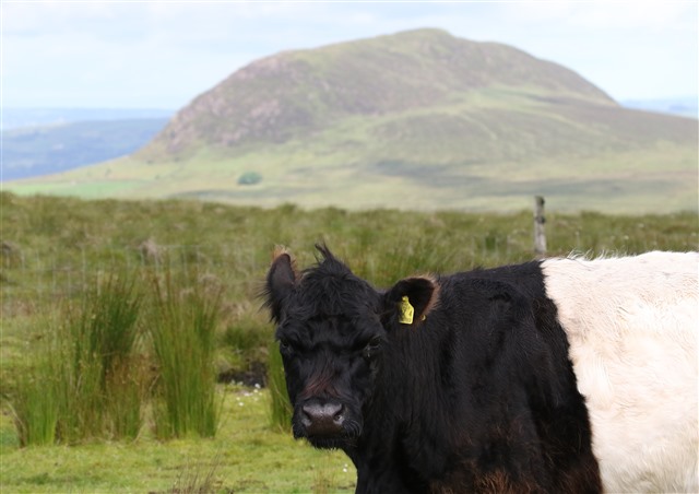 Belted Galloway by Neal Warnock