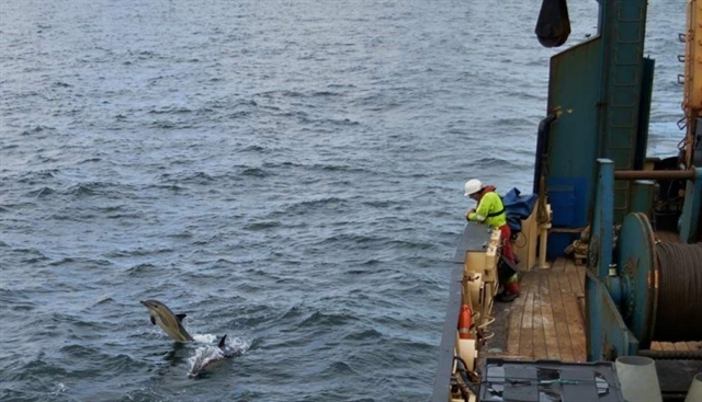 Curious common dolphins swim alongside the ship as crew look on © Donal Griffin