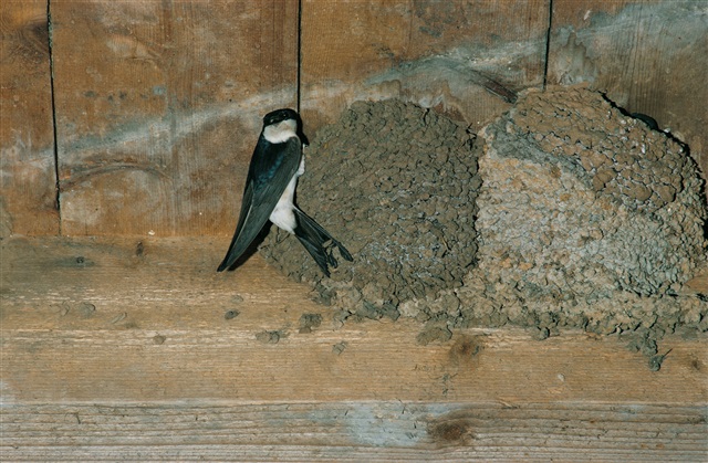 House martin at nest in barn