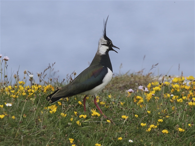 Lapwing by Graham Goodall (rspb-images.com)