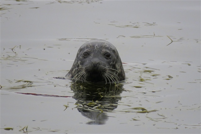 Seal by Hazel Watson