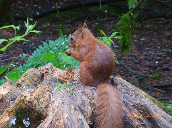 Red squirrel in the woodland