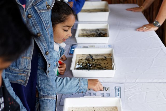 Young girl looking into tray with pond creatures