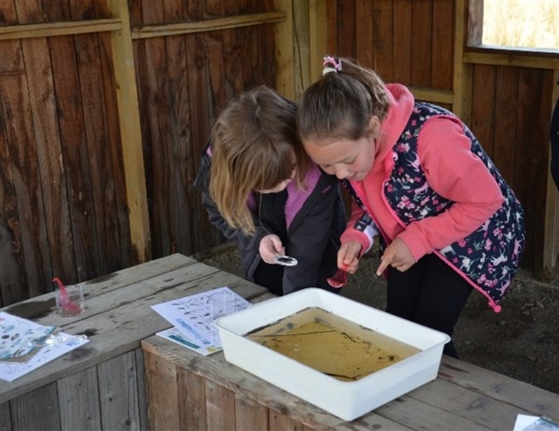 School Pond Dipping Session