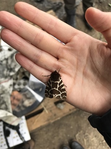 Garden tiger moth on volunteer's hand