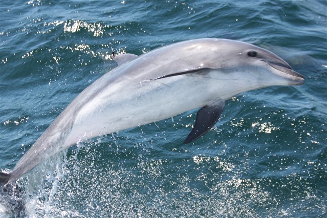dolphin jumping at sea Brazil