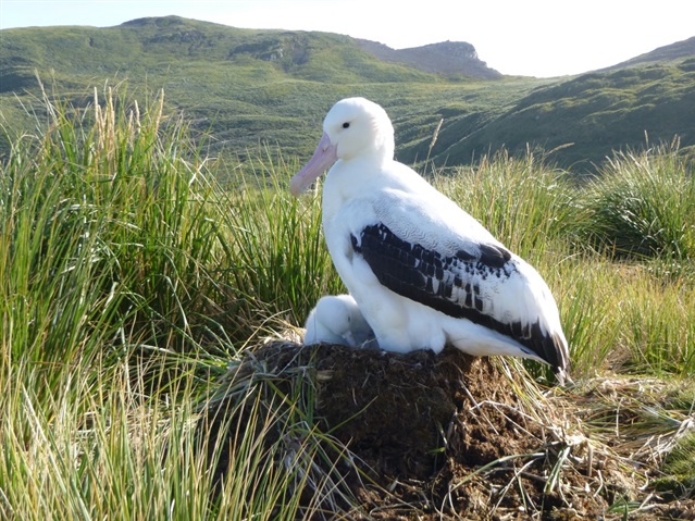 wandering albatross with chick