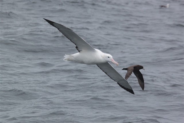 wandering albatross flying at sea