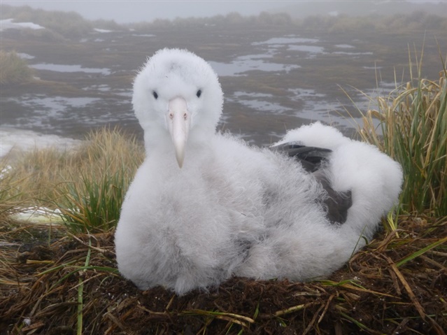 wandering albatross chick 