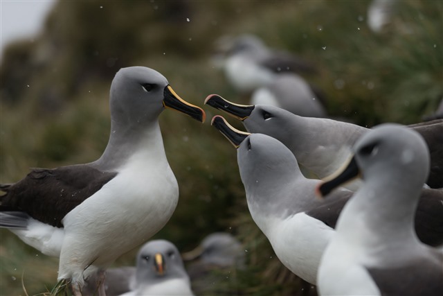 grey headed albatross courtship